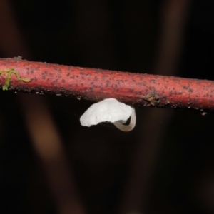 mycenoid at Paddys River, ACT - 1 Feb 2022