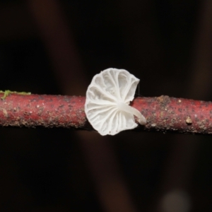 mycenoid at Paddys River, ACT - 1 Feb 2022