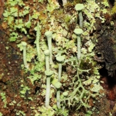 Cladonia sp. (genus) (Cup Lichen) at Paddys River, ACT - 1 Feb 2022 by TimL