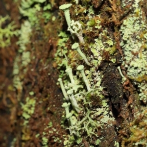 Cladonia sp. (genus) at Paddys River, ACT - 1 Feb 2022