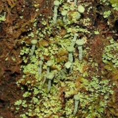 Cladonia sp. (genus) at Paddys River, ACT - 1 Feb 2022