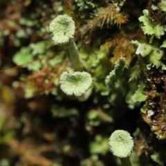 Cladonia sp. (genus) at Paddys River, ACT - 1 Feb 2022