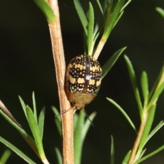 Paropsis pictipennis (Tea-tree button beetle) at Paddys River, ACT - 1 Feb 2022 by TimL