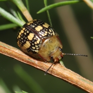 Paropsis pictipennis at Paddys River, ACT - 1 Feb 2022