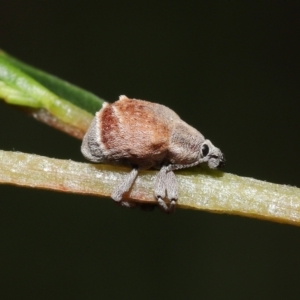 Iptergonus cionoides at Paddys River, ACT - 1 Feb 2022 10:56 AM