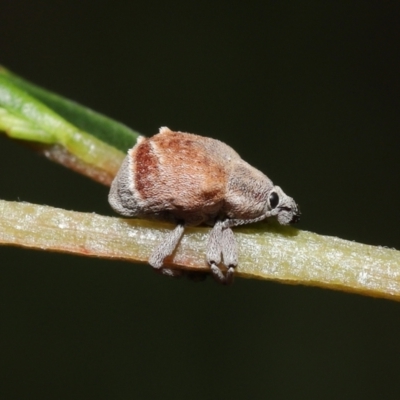 Iptergonus cionoides (A weevil) at Tidbinbilla Nature Reserve - 31 Jan 2022 by TimL