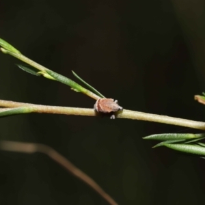 Iptergonus cionoides at Paddys River, ACT - 1 Feb 2022