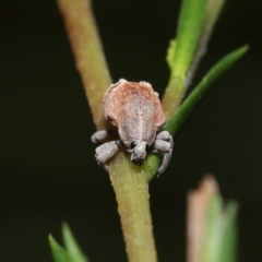 Iptergonus cionoides at Paddys River, ACT - 1 Feb 2022