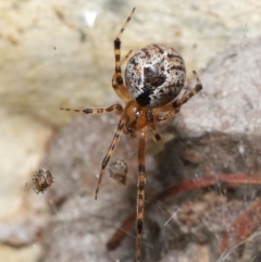 Cryptachaea veruculata (Diamondback comb-footed spider) at Tidbinbilla Nature Reserve - 31 Jan 2022 by TimL
