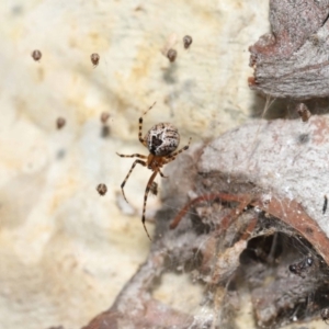 Cryptachaea veruculata at Paddys River, ACT - 1 Feb 2022 10:59 AM