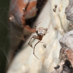 Cryptachaea veruculata at Paddys River, ACT - 1 Feb 2022 10:59 AM