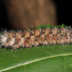 Acari (informal subclass) at Tidbinbilla Nature Reserve - 1 Feb 2022 by TimL