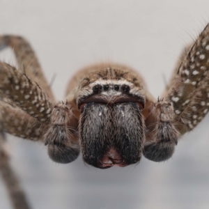 Neosparassus calligaster at Evatt, ACT - 10 Feb 2022