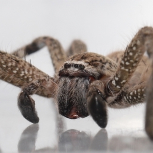 Neosparassus calligaster at Evatt, ACT - 10 Feb 2022