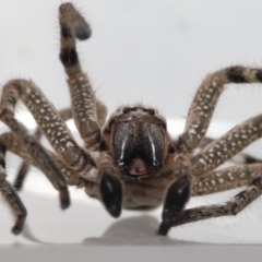 Neosparassus calligaster at Evatt, ACT - 10 Feb 2022 04:07 PM