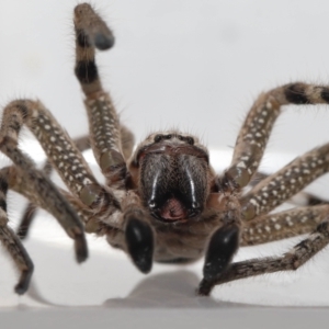 Neosparassus calligaster at Evatt, ACT - 10 Feb 2022