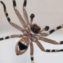 Neosparassus calligaster at Evatt, ACT - 10 Feb 2022