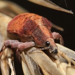 Gonipterus scutellatus at Acton, ACT - 13 Feb 2022