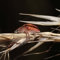 Gonipterus scutellatus at Acton, ACT - 13 Feb 2022