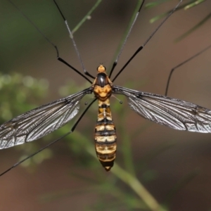 Leptotarsus (Leptotarsus) clavatus at Acton, ACT - 13 Feb 2022