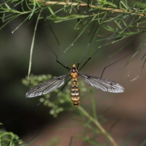 Leptotarsus (Leptotarsus) clavatus at Acton, ACT - 13 Feb 2022