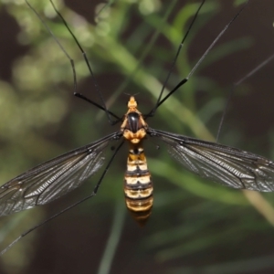 Leptotarsus (Leptotarsus) clavatus at Acton, ACT - 13 Feb 2022