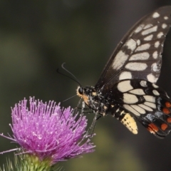 Papilio anactus (Dainty Swallowtail) at Acton, ACT - 13 Feb 2022 by TimL