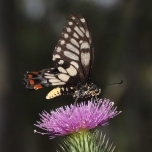 Papilio anactus at Acton, ACT - 13 Feb 2022