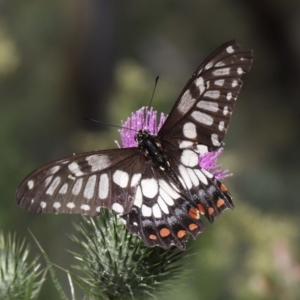 Papilio anactus at Acton, ACT - 13 Feb 2022