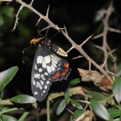 Papilio anactus (Dainty Swallowtail) at Acton, ACT - 13 Feb 2022 by TimL