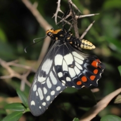 Papilio anactus at Acton, ACT - suppressed