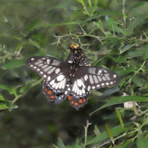 Papilio anactus at Acton, ACT - suppressed