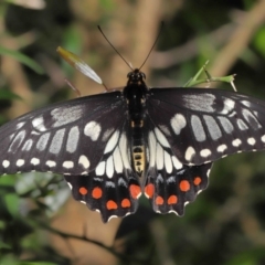 Papilio anactus at Acton, ACT - 13 Feb 2022