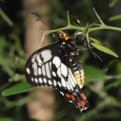 Papilio anactus at Acton, ACT - suppressed