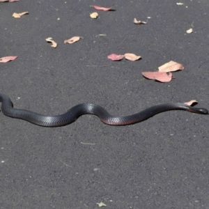 Pseudechis porphyriacus at Paddys River, ACT - 15 Feb 2022