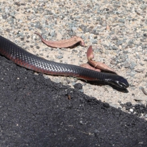 Pseudechis porphyriacus at Paddys River, ACT - 15 Feb 2022