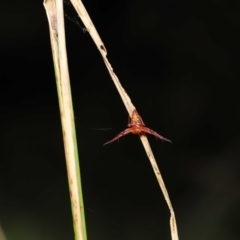 Arkys walckenaeri (Triangle spider) at Paddys River, ACT - 15 Feb 2022 by TimL