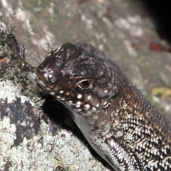 Egernia cunninghami at Paddys River, ACT - 15 Feb 2022