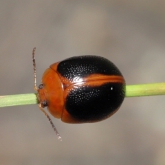 Dicranosterna immaculata (Acacia leaf beetle) at Paddys River, ACT - 15 Feb 2022 by TimL