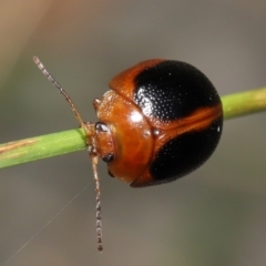 Dicranosterna immaculata at Paddys River, ACT - 15 Feb 2022 10:53 AM