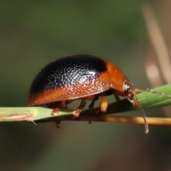 Dicranosterna immaculata at Paddys River, ACT - 15 Feb 2022 10:53 AM