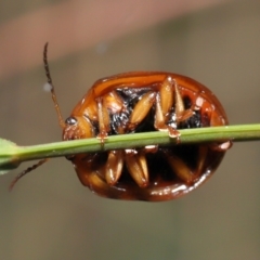 Dicranosterna immaculata at Paddys River, ACT - 15 Feb 2022