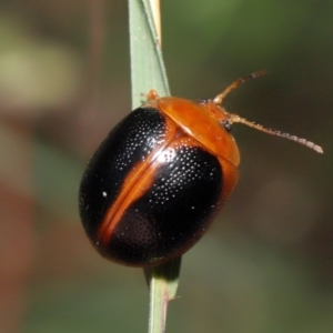 Dicranosterna immaculata at Paddys River, ACT - 15 Feb 2022 10:53 AM