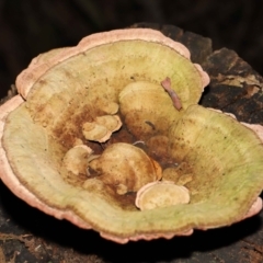 Unidentified Pored or somewhat maze-like on underside [bracket polypores] at Paddys River, ACT - 7 Feb 2022 by TimL