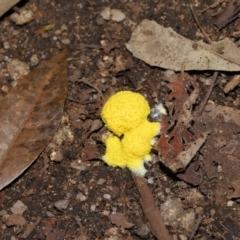 Fuligo septica (Scrambled egg slime) at Tidbinbilla Nature Reserve - 8 Feb 2022 by TimL