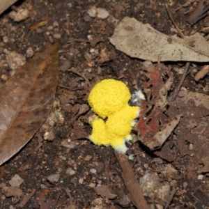 Fuligo septica at Paddys River, ACT - 8 Feb 2022 11:19 AM