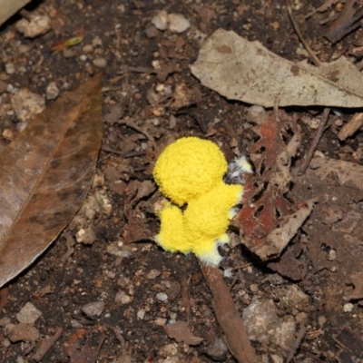 Fuligo septica (Scrambled egg slime) at Paddys River, ACT - 8 Feb 2022 by TimL