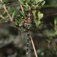 Synthemis eustalacta (Swamp Tigertail) at Acton, ACT - 18 Feb 2022 by TimL