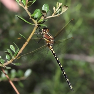 Synthemis eustalacta at Acton, ACT - 18 Feb 2022