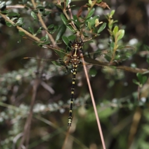 Synthemis eustalacta at Acton, ACT - 18 Feb 2022